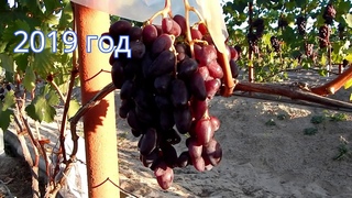 Виноград Аметист Новочеркасский. 2019 - 2020 год. Беларусь.