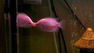 Kissing Gourami Fish... Kissing Showdown