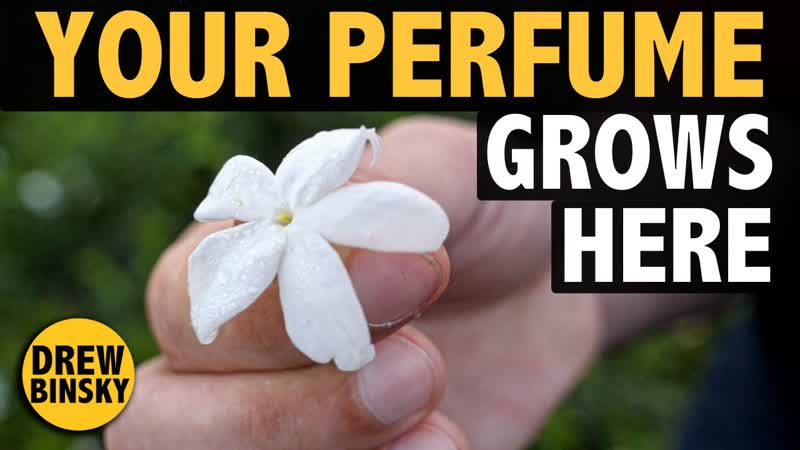 YOUR PERFUME GROWS HERE (60 of global