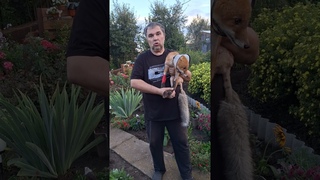 Помогите спасти кроху ! #спасение #лисёнок #animals #животные #спасениежизни #собака
