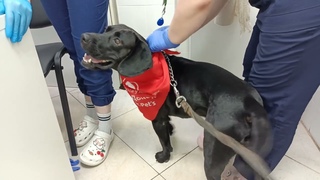 Банк Крови  Чип Чипирование Dogs  Жил Был Кинолог  Зоопсихолог   Моя Жизнь Кино  Музей Псов