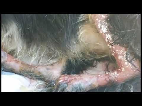 ABANDONED TORTURED 4 paws teenager DOGGY with BURNS on the abdomen and the two hind
