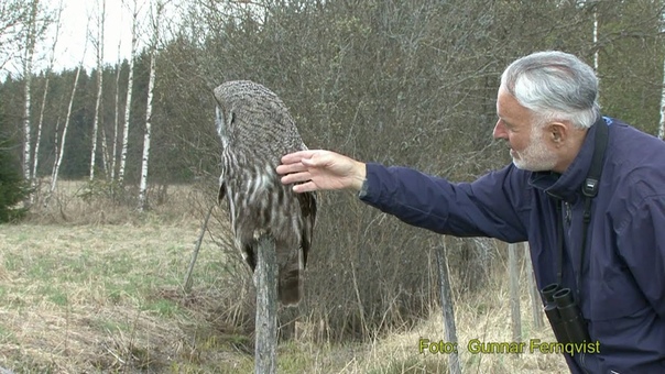 LAPPUGGLA Great Grey Owl ( Strix nebulosa) Klipp