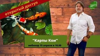 Карпы Кои