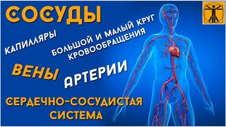 Кровеносные сосуды! Артерии! Вены! Капилляры! Круги кровообращения! Сердечно-сосудистая система!