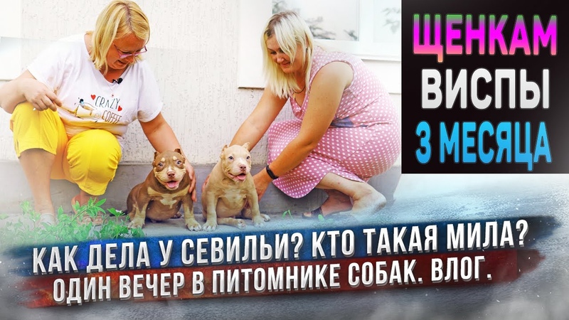 Мила еще одна невеста Сильвера Кто такая Как дела у Севильи