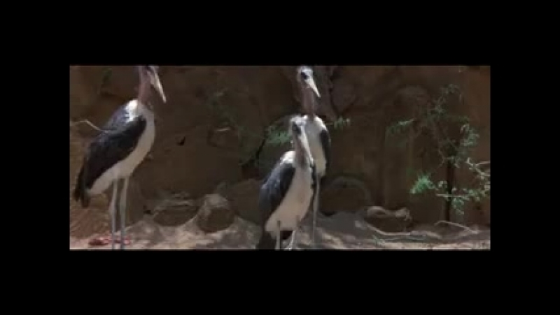 Africa. Пьяные