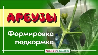 Выращивание арбуза. Подкормка, формировка, опыление