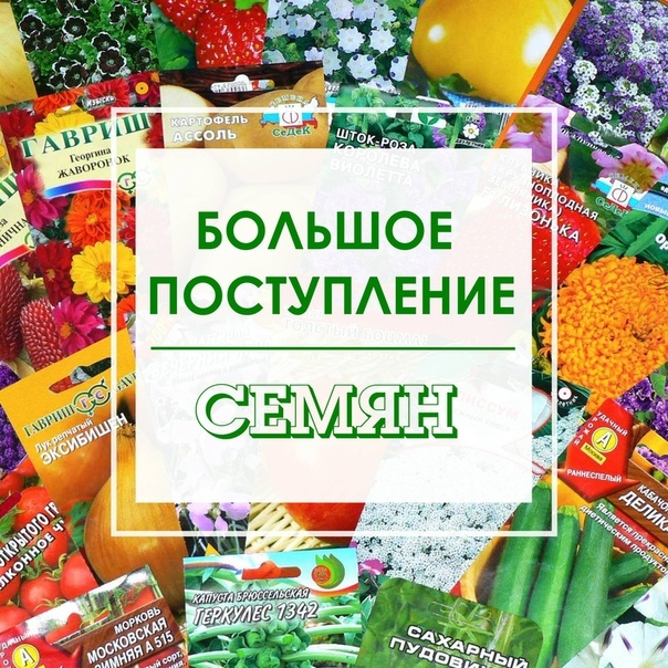 Магазин Вятские Семена