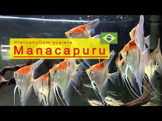 Pterophyllum scalare Manacapuru