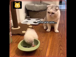 cat thinks that ferret was dead,but... 🤣🤣 #funny #shorts #4 #funnycat #betashorts