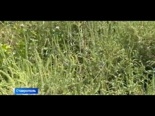 Меры борьбы с амброзией обсудили в правительстве Ставрополья