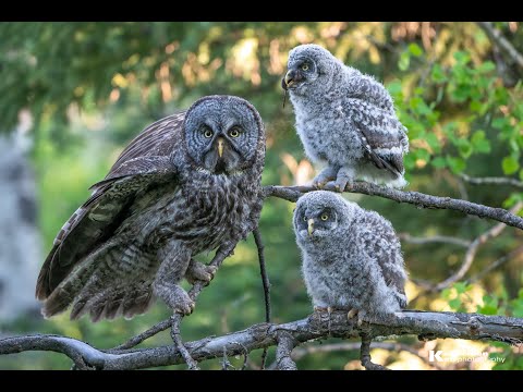 Great Grey Owlets