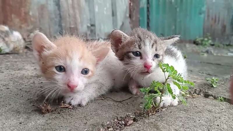 HELPLESS Kittens CRY under INHUMANE conditions Left on the side street. Cat videos Kittens