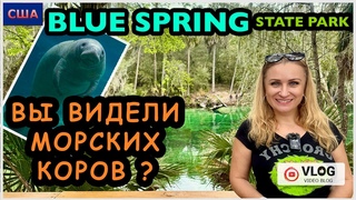 Выполняем обещание зрителям/ Морские коровы. Кто это/ Парк Blue Spring/ Manatee/ США/ Флорида