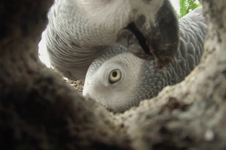 African Greys investigate GoPro