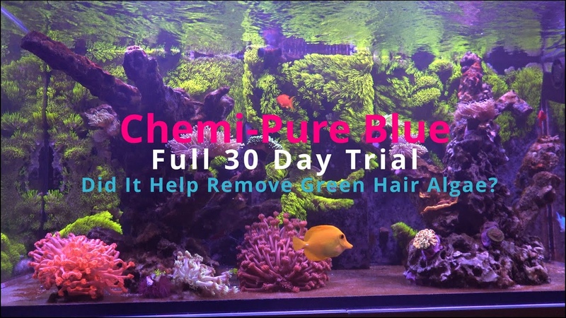 Chemi Pure Blue Full 30 Day Trial Did It Help Remove Green Hair