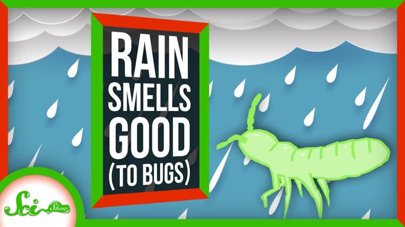 Why Does Rain Smell so to