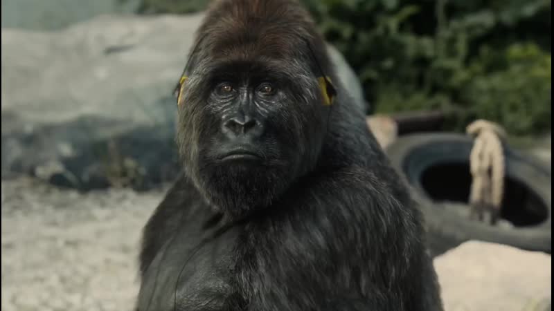PETA I Want to Break Free Gorilla in a zoo горилла в