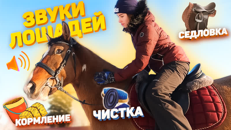 АСМР для конников, Звуки в конюшне, Конная