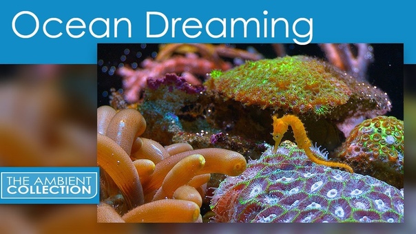 OCEAN DREAMING DVD Relaxing Nature Scenes Of The
