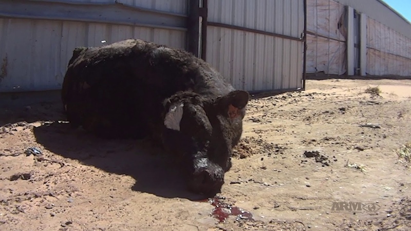 Organic Dairy Animal Abuse