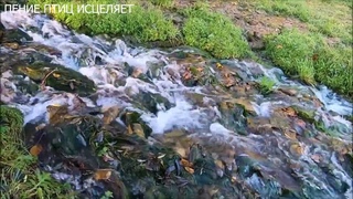 ЗЯБЛИК ПОЁТ У ВОДОПАДА.ПОЛНОЕ РАССЛАБЛЕНИЕ ОТ ТЕКУЩЕЙ ВОДЫ.СПОКОЙНАЯ НЕРВНАЯ СИСТЕМА