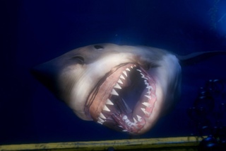 Watch Gameplay of Project Morpheus’ The Deep