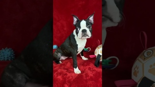 Московский Шарм Бостон Эсмиральда  ( свободна ) #bostonterrier #бостонтерьер #bostonterrierlove