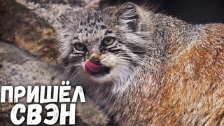 Манул Намика вкусно обедала, но потом пришел Свэн. Ленинградский зоопарк