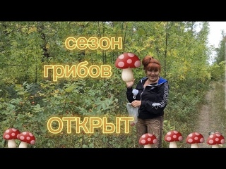 СЕЗОН  ГРИБОВ---ОТКРЫТ! Грибалка 2023 год #уральскаядама