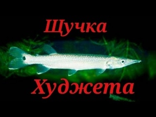 Аквариумные рыбки.Щучка Худжета. Мечерот