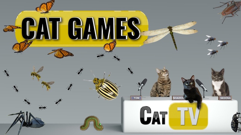 CAT Games, Ultimate Cat TV Bugs and Butterflies Compilation Vol 3 , Videos For Cats to