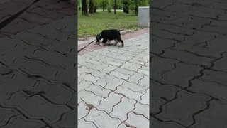Цвергшнауцер Форд,4 месяца.Погулял,погонял листики и голубей.У каждой женщины должен быть свой ФОРД.