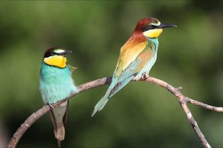 Wildlife Phototgraphy Steppe lands 3, June