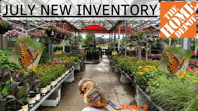 HOME DEPOT JULY INVENTORY, HYDRANGEA HIBISCUS CRAPE MYRTLE ROSE OF SHARON LOROPETALUM YELLOW