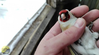 Ловля птиц (щеглов) на балконе #Западок #goldfinch # #jilguero #stehlk #ловляптицнаклетку