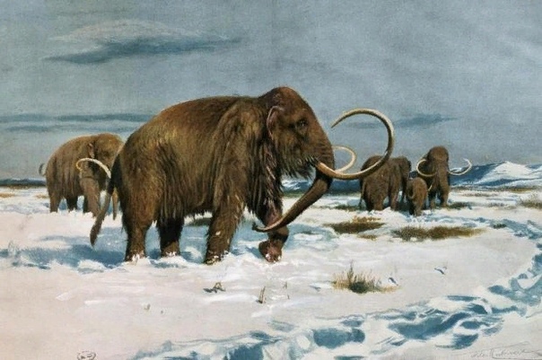 Кайнозой эра неоген. Эра кайнозой антропоген. Тундростепь ледникового периода. Сибирский шерстистый мамонт. Кайнозойская эра мамонты.