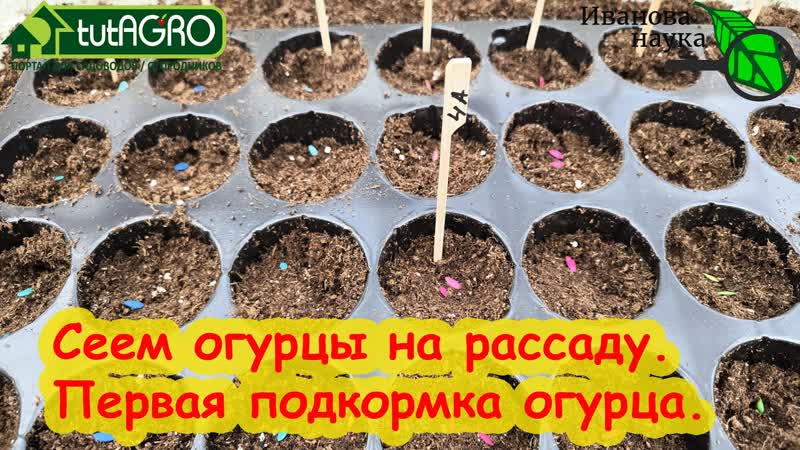 Огурцы будут самыми ранними и вкусными проверенный способ