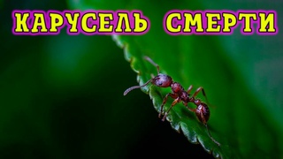 Муравьиные круги или карусель смерти