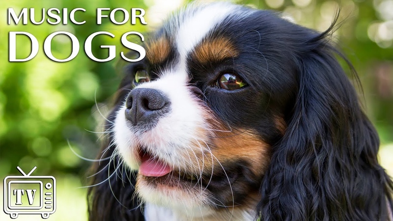 Calming Music For Dogs With Anxiety Over 4 Hours Of Relaxing Sleep Music For Dogs And