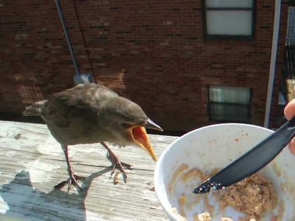 Starling fledgling visits for afternoon