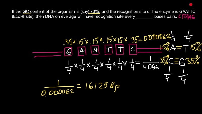 How many times does a restriction enzyme cut a double stranded