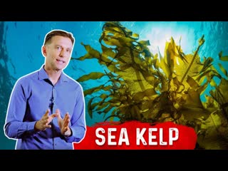 7 Interesting Benefits of Sea Kelp Beyond the Thyroid