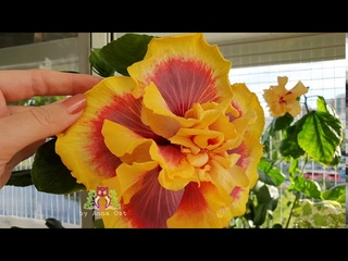#Hibiscus Gator Magic  and cat