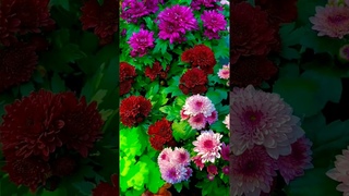 Beautiful chrysanthemum garden |chrysanthemum plant! #shorts