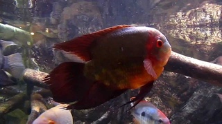 South American Cichlids - Hypselecara temporalis