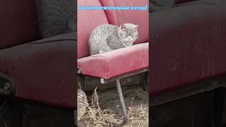 #брошенныекоты      Такой притягательный взгляд!