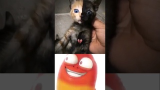 Oi Oi Oi #funny #viral #memes #meme #fail #funny #explore #foryou #foryoupage #music #larva #skibidi