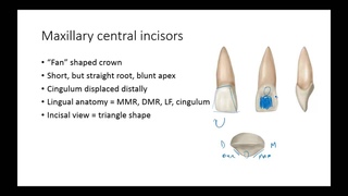 Dental Anatomy: Permanent Anterior Teeth